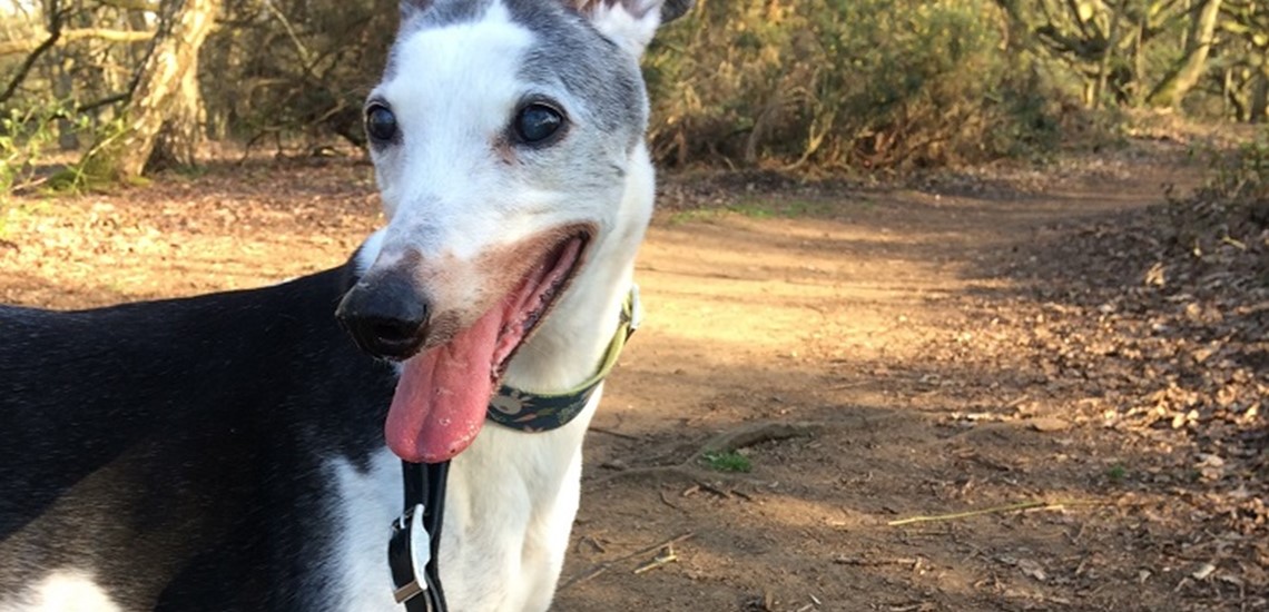 A black and white greyhound smiles stood in the woods