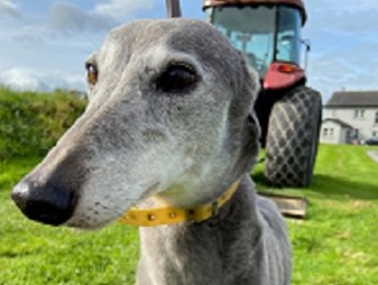 Flojo, a blue greyhound girl looks past the camera into the distance