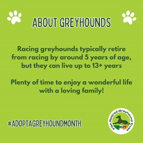 About greyhounds social media post artwork example