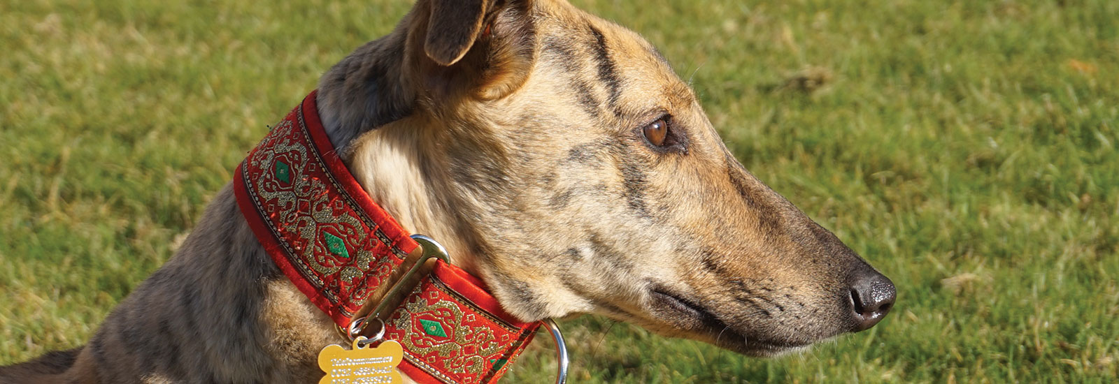 Greyhounds as Pets Irish Retired Greyhound Trust