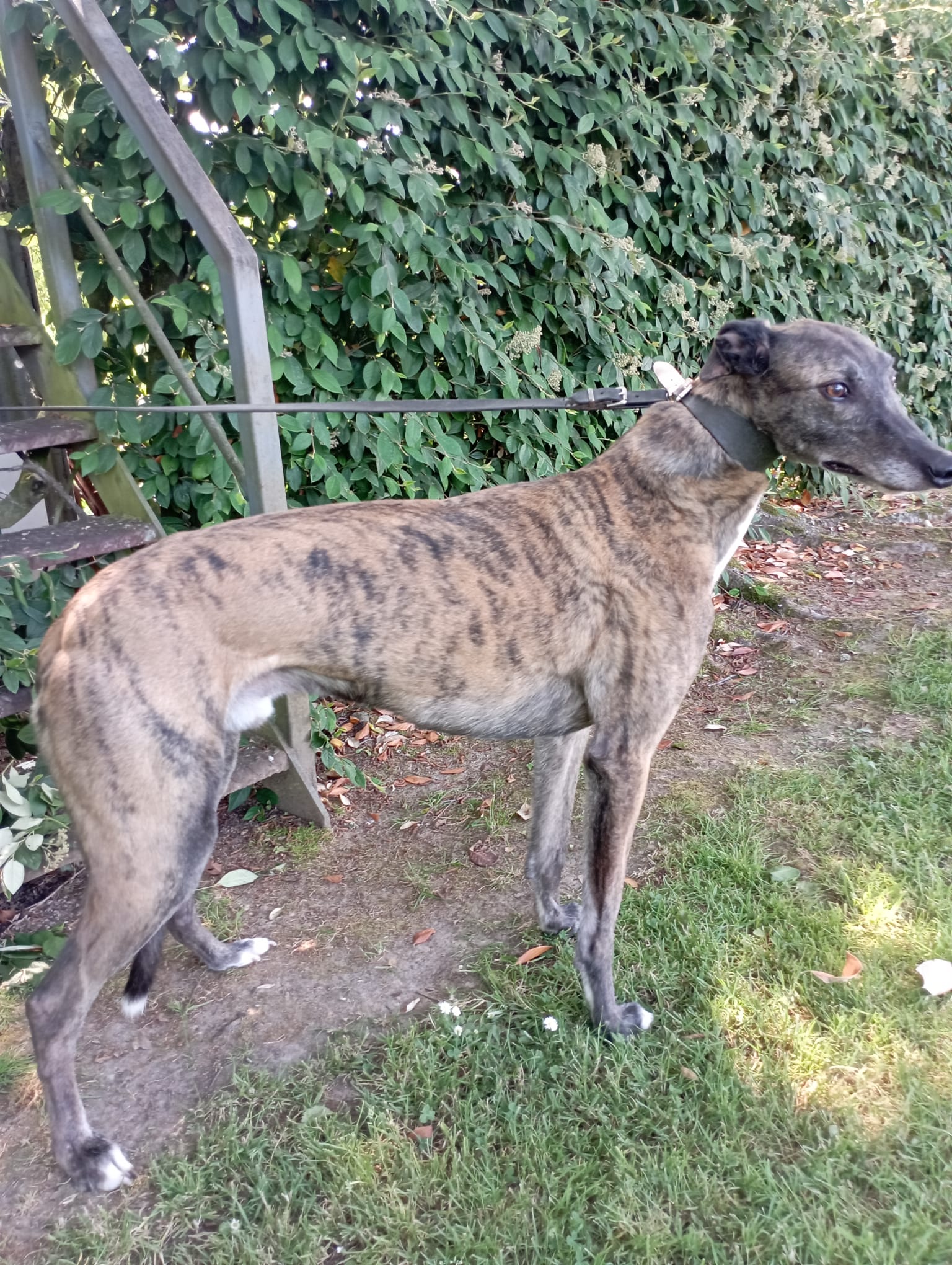 Retired greyhounds best sale for sale