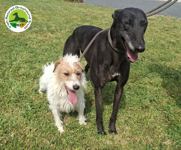greyhound profile image