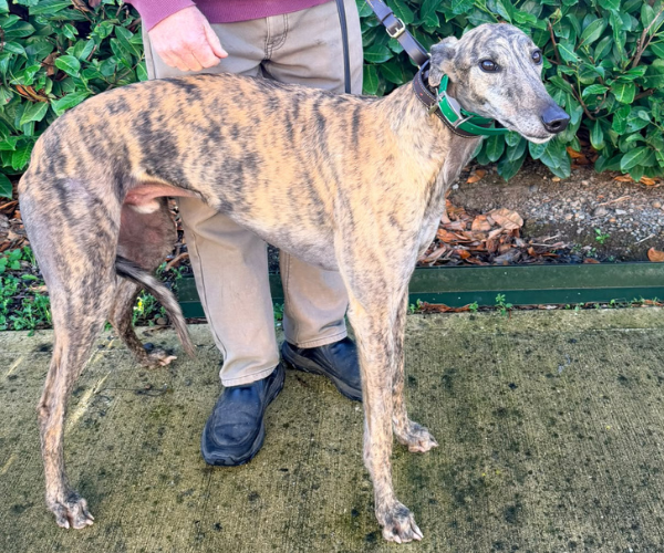 greyhound profile image