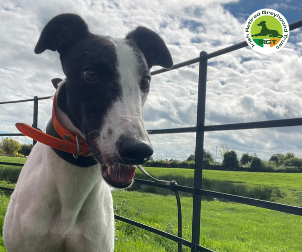 greyhound profile image