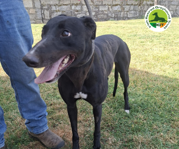greyhound profile image