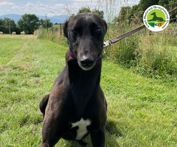 greyhound profile image