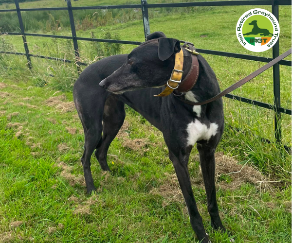 greyhound profile image